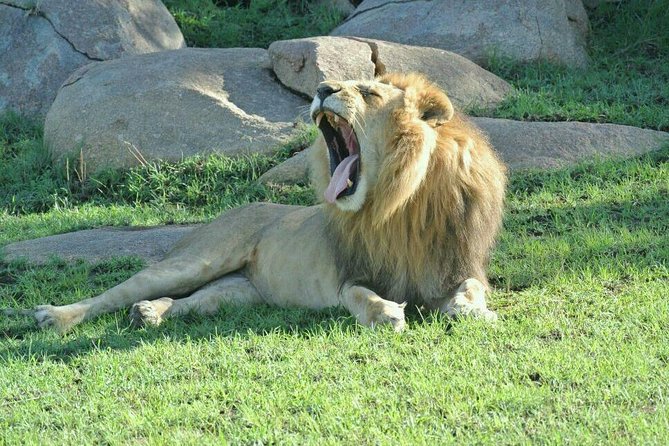 3 Days Luxury Safari - The Three-Day Safari Math: Why This Plan Works