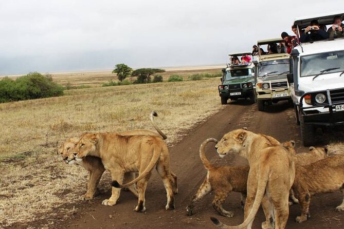 3 days Luxury Safari Tour in Tanzania - Day 3 Ngorongoro Conservation Area: a 600-meter descent and crater-floor viewing