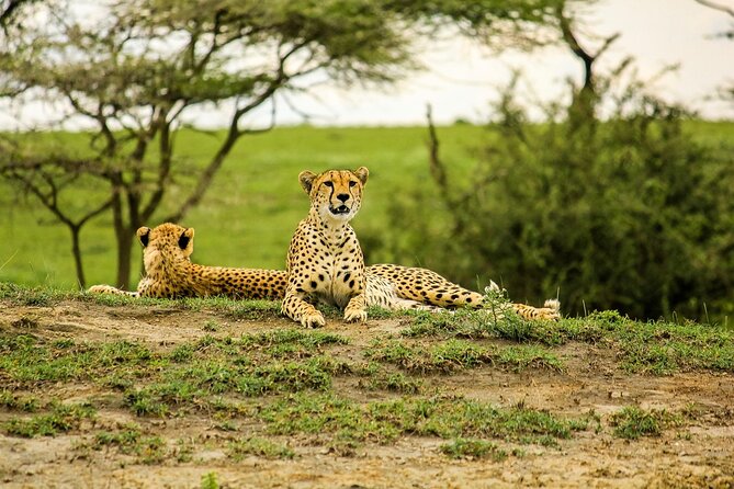 3 days Luxury Safari Tour in Tanzania - The pacing: what a 3-day safari will feel like