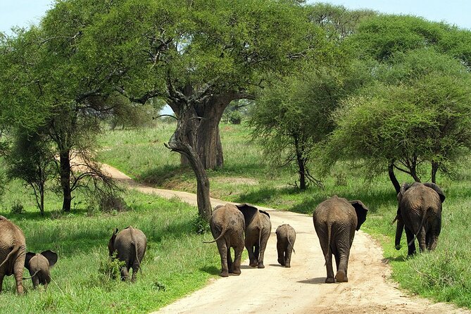 3 days Luxury Safari Tour in Tanzania - The service level: guide, chef, and problem-solving