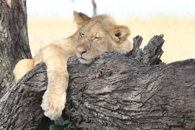 3 Days Luxury Safari - Kilimanjaro Slopes in Materuni: Waterfalls, Chaga Coffee, and a Real Feel for Daily Life