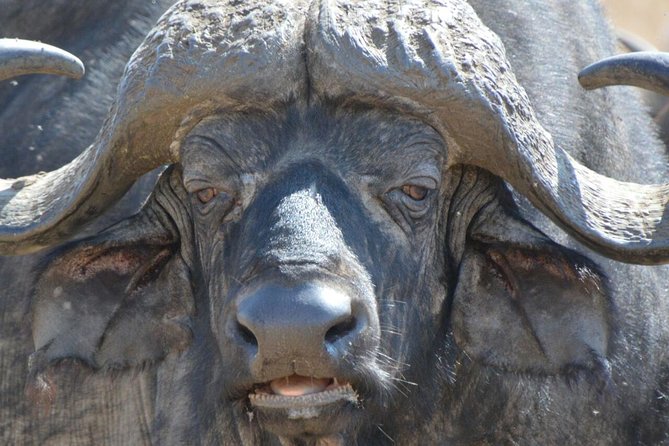 3 Days Mikumi National Park From Zanzibar or Dar es salaam - Key Points You Should Know