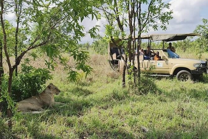 3 Days Mikumi National Park From Zanzibar or Dar es salaam - Day 1: First Look at Mikumi After Lunch and a Wildlife Scan