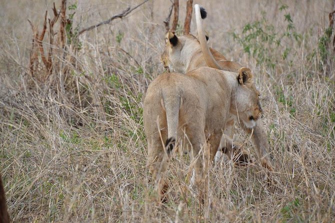 3 Days Mikumi National Park From Zanzibar or Dar es salaam - Day 2: The Full Day Game Drive With a Picnic Lunch Box