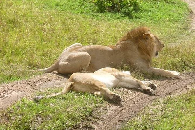 3 Days Mikumi National Park From Zanzibar or Dar es salaam - Day 3: Sunrise Game Reserve, Birds, and the Maasani Boma Stop