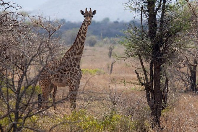 3 Days Mikumi National Park From Zanzibar or Dar es salaam - Wildlife Reality Check: What You Can Hope to See in a Few Days
