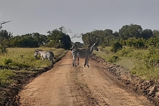 3 Days Mikumi National Park From Zanzibar or Dar es salaam - Lodge Stays and Meals: The Comfort Pieces That Make It Work