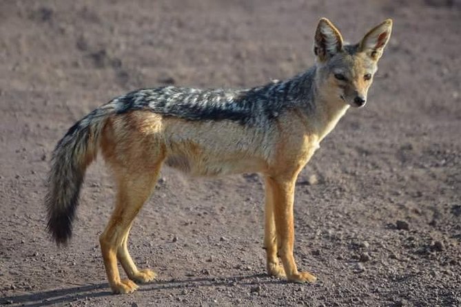 3 Days Mikumi National Park From Zanzibar or Dar es salaam - Price and Value: What $870 Per Person Really Covers