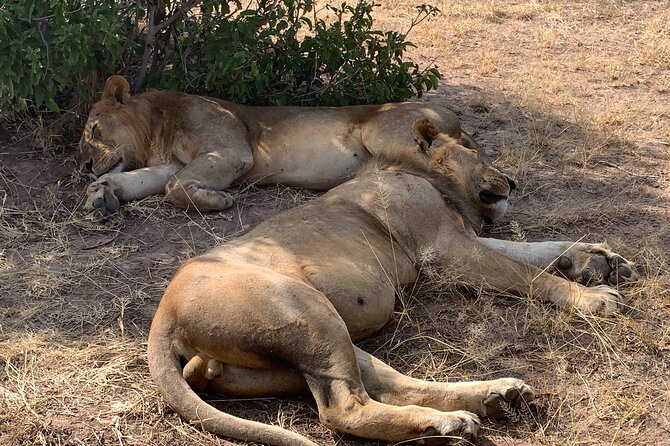3 Days Mikumi National Park Private Tour - Three days in Mikumi, sunrise drives and real culture