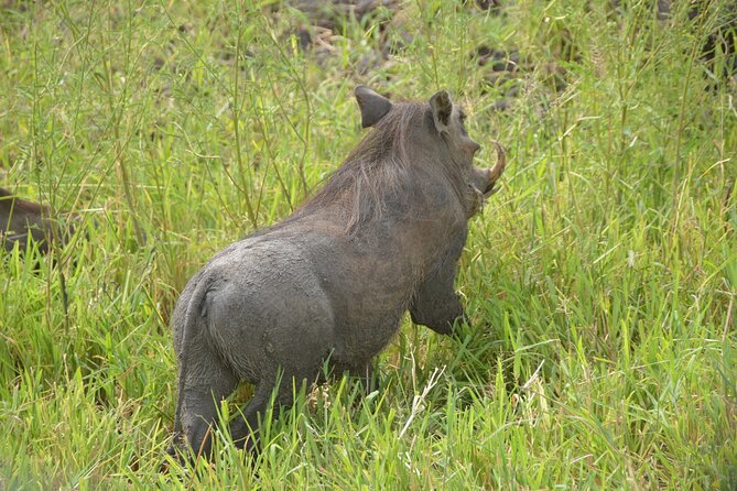 3 Days Mikumi National Park Private Tour - Tips to get the most from Mikumi on this schedule