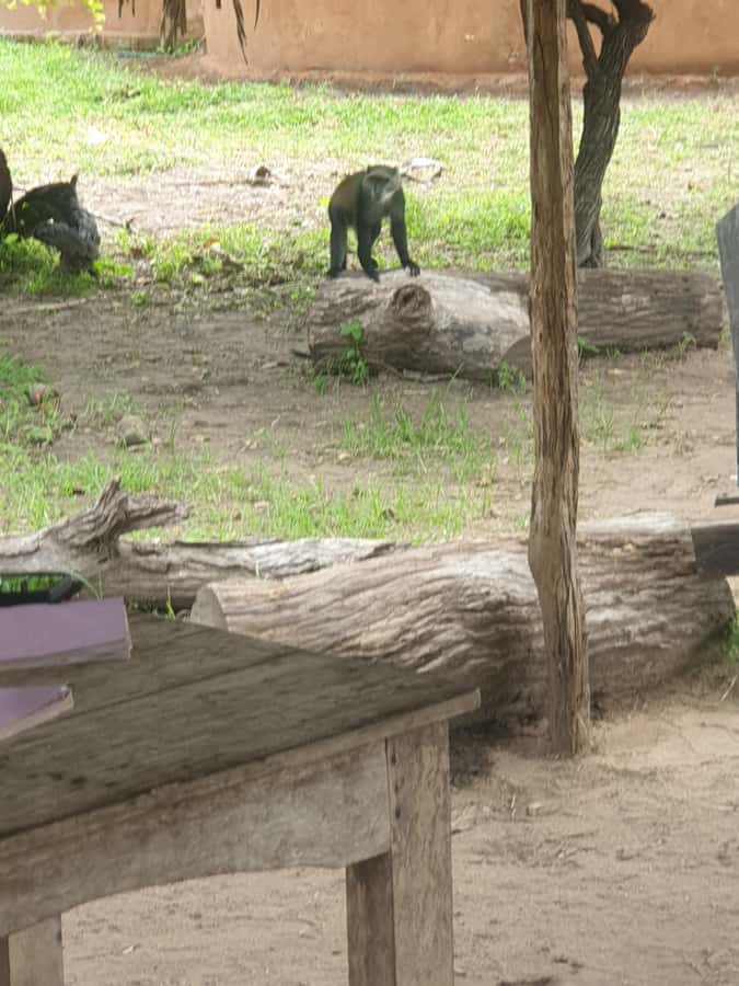 3 DAYS NYERERE NATIONAL PARK FROM ZANZIBAR BY FLIGHT. - Key Things That Make This Trip Work