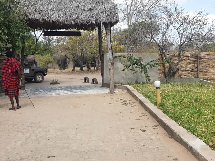 3 DAYS NYERERE NATIONAL PARK FROM ZANZIBAR BY FLIGHT. - Day 2 Masai Visit and the Rufiji River Sunset Boat Safari