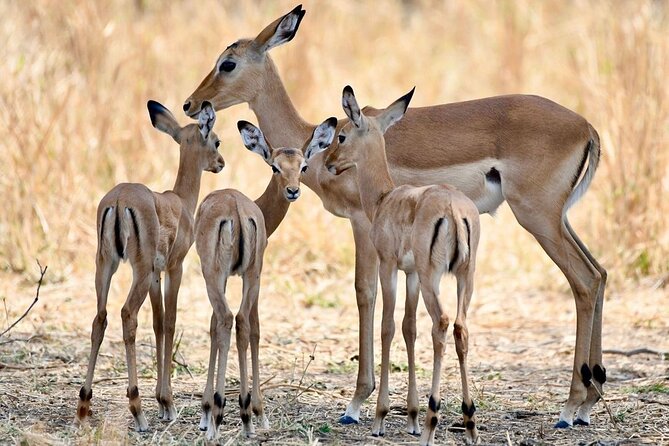 3 Days Nyerere National Park Safari (Selous Game Reserve) - Key things that make this safari work well