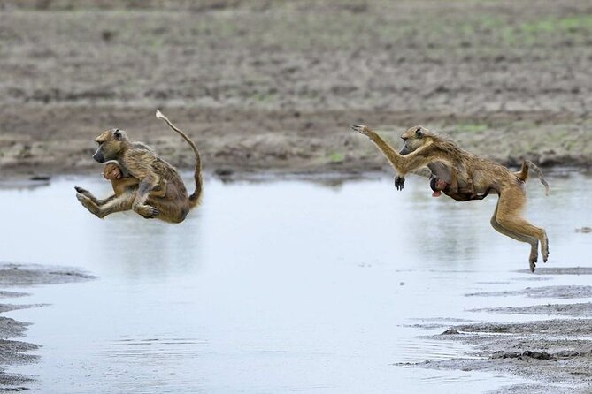 3 Days Nyerere National Park Safari (Selous Game Reserve) - The walking safari with an armed ranger: close habitat, real behavior