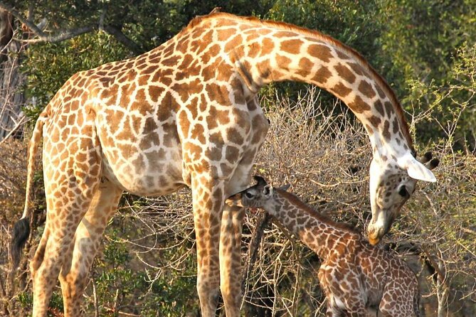 3 Days Nyerere National Park Safari (Selous Game Reserve) - Meals and the included costs that make budgeting easier