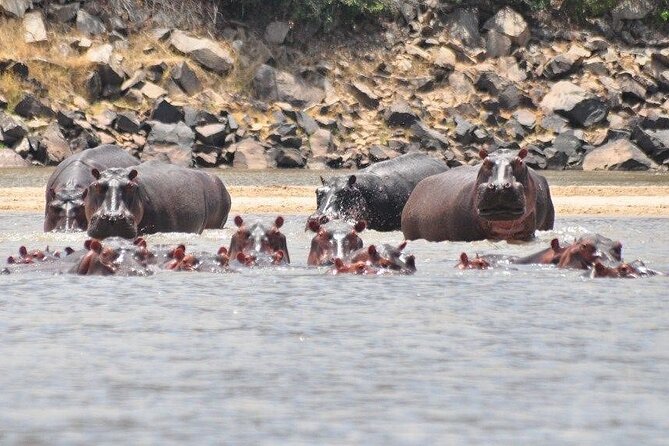 3 Days Nyerere National Park Safari (Selous Game Reserve) - Price and logistics: when $780 feels like a smart deal