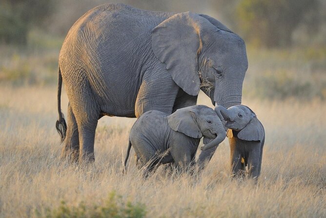 3 Days Nyerere NP [Selous GR] Game, Walking and Boat - Key highlights you should care about