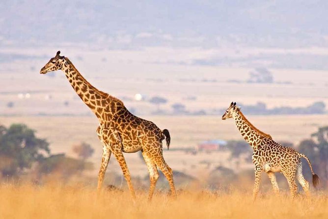 3 Days of Camping Bliss in Serengeti and Ngorongoro Crater - Serengeti plus Ngorongoro, the smart way to get your wildlife fixes