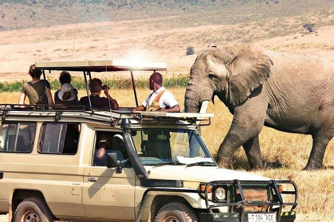 3 Days of Camping Bliss in Serengeti and Ngorongoro Crater - Day 1: arrival into Serengeti and an afternoon game drive under the stars