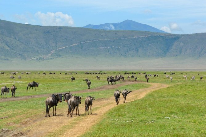 3 Days of Camping Bliss in Serengeti and Ngorongoro Crater - Who should book this safari, and who might want to think twice