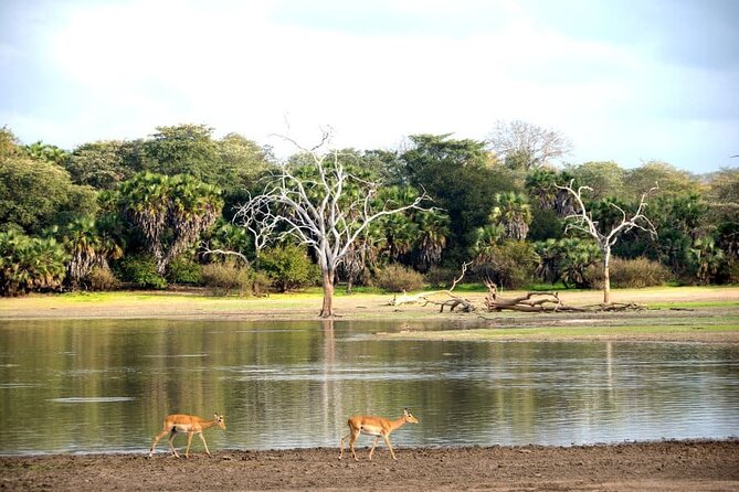 3-Days Private Nyerere NP Game Drive and Boat safari tour - Day 1: Transfer from Dar es Salaam, Check-In, Then the Rufiji Boat Safari