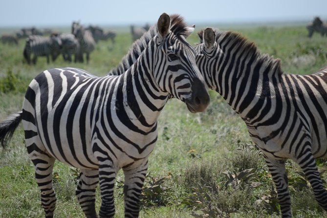 3 Days private safari Tarangire ,Ngorongroro crater &Manyara - Ngorongoro Crater: surreal viewpoint, black rhino odds, and a crater that keeps its wildlife