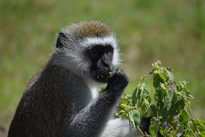 3 Days private safari Tarangire ,Ngorongroro crater &Manyara - Lake Manyara National Park: flamingos, hippos at the pool, and the hot spring stop