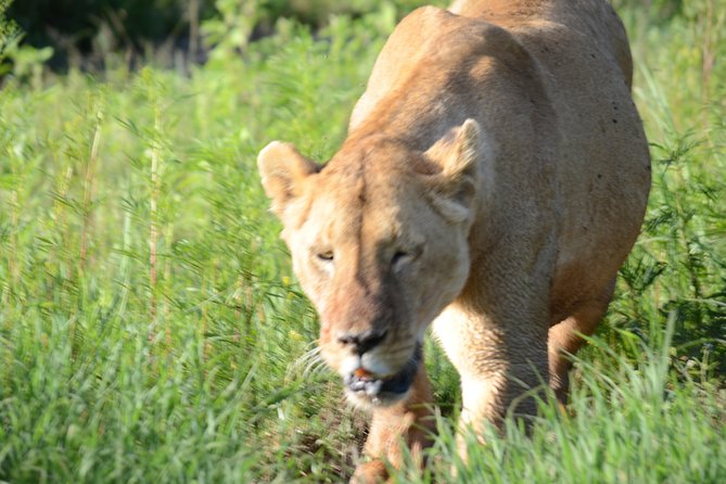 3 Days private safari Tarangire ,Ngorongroro crater &Manyara - Price and value: is $1,600 per person a smart deal?