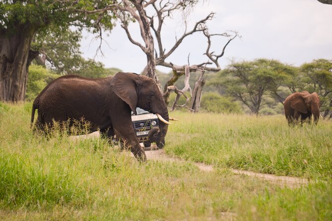 3 Days private safari Tarangire ,Ngorongroro crater &Manyara - Should you book this private safari with Simbaland Magic Tours?