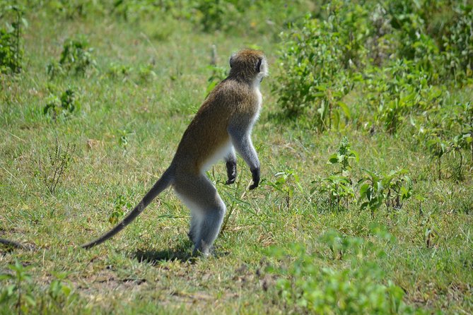 3 Days private safari Tarangire ,Ngorongroro crater &Manyara - FAQ