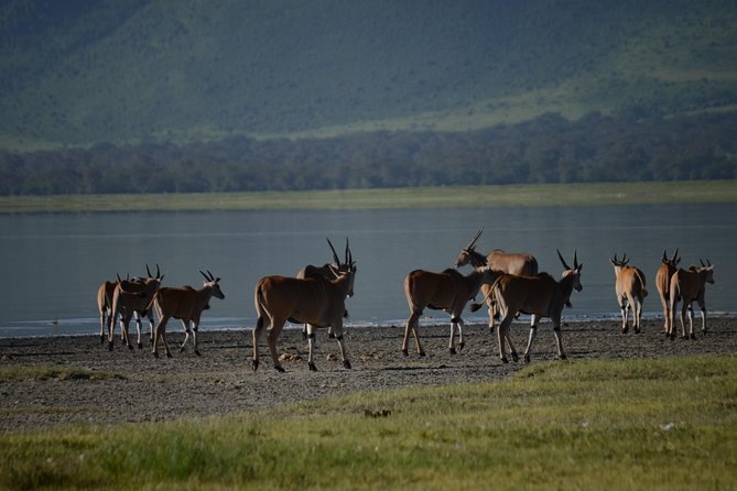 3 Days private safari Tarangire ,Ngorongroro crater &Manyara - Tarangire National Park: elephants, baobabs, and spotting predators where they are