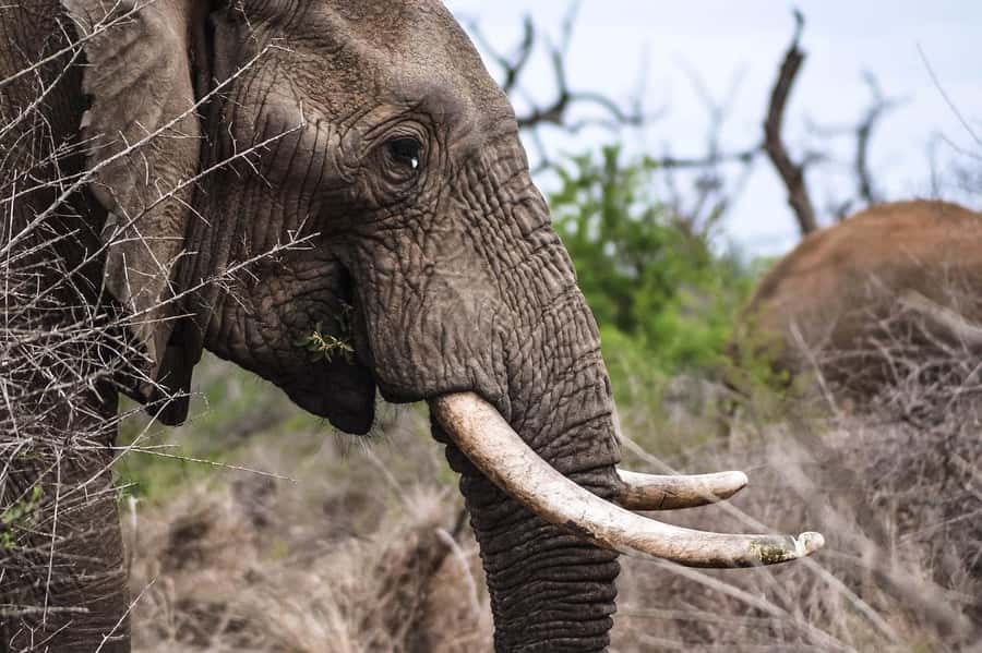 3-Days safari adventure to Mikumi N. Park from Dar-es-Salaam - Mikumi National Park: Why This Southern Safari Feels Different