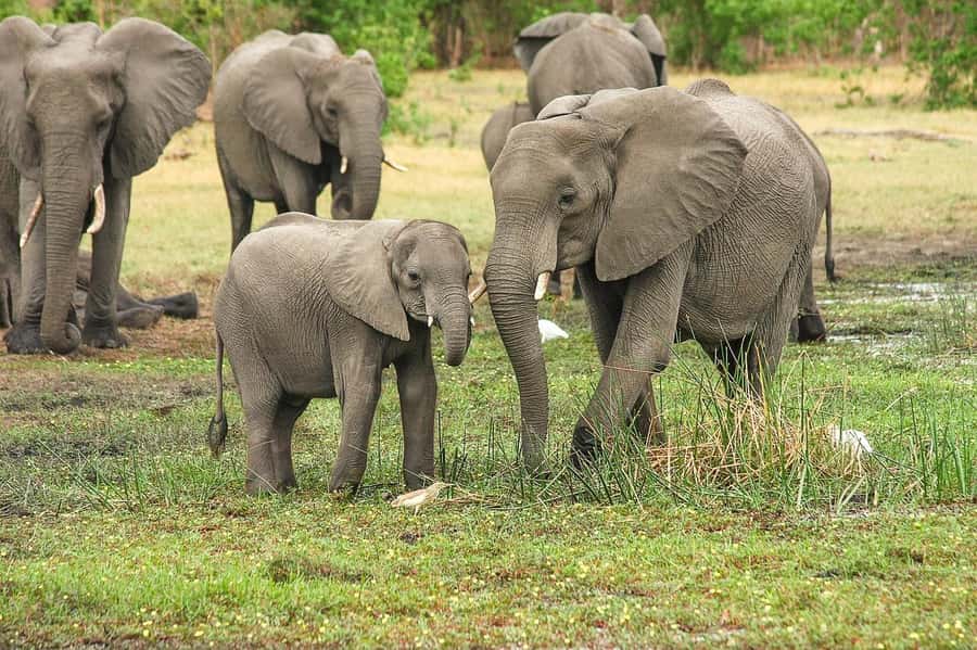 3-Days safari adventure to Mikumi N. Park from Dar-es-Salaam - Day 2 The Full-Day Mikumi Game Drive That Actually Gives You Time