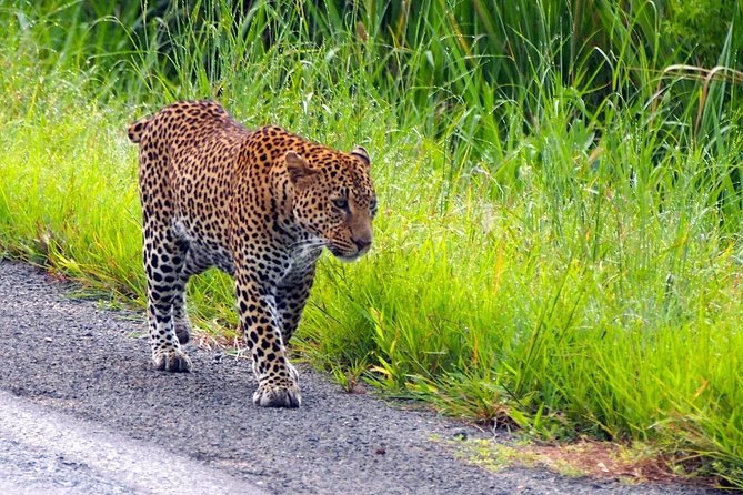 3 Days Safari at Mikumi National Park Southern circuit of Tanzania - Day 1 inside Mikumi: arrive at 1:00 pm, then hunt the afternoon