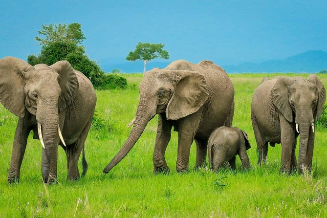 3 Days Safari at Mikumi National Park Southern circuit of Tanzania - Day 2 is the real spotting day: 6:30 a.m. and a two-drive plan