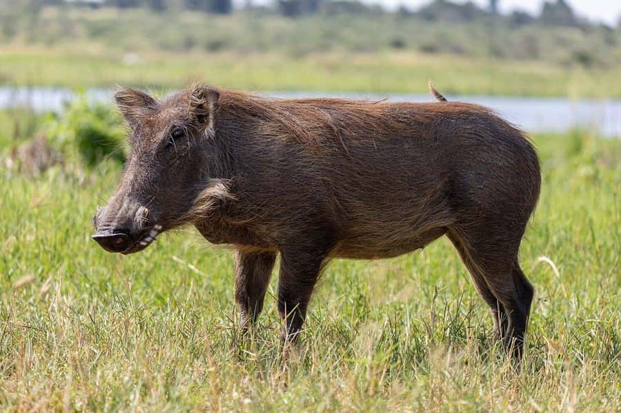 3-days safari from Dar-es-Salaam to Mikumi National Park - Key Things You’ll Notice on This Mikumi Safari