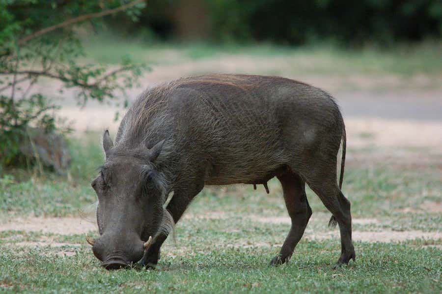 3-days safari from Dar-es-Salaam to Mikumi National Park - Why Mikumi Works When You Start in Dar-es-Salaam