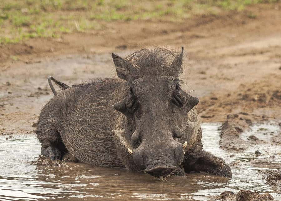 3-days safari from Dar-es-Salaam to Mikumi National Park - Day 2: A Full-Day Game Drive in Mikumi on an Open Safari Jeep