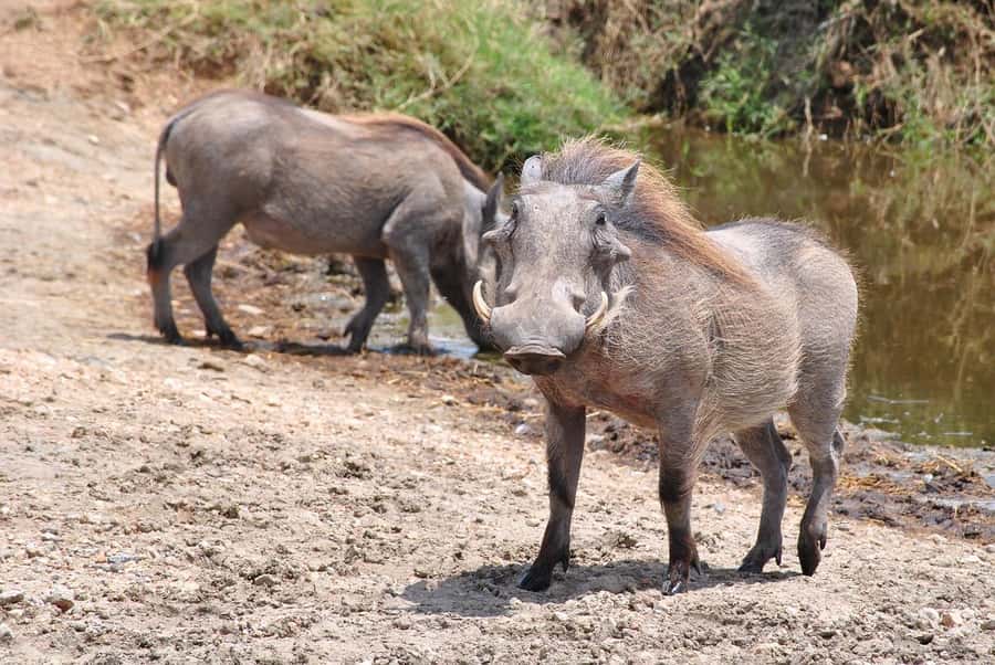 3-days safari from Dar-es-Salaam to Mikumi National Park - Who This Safari Suits Best