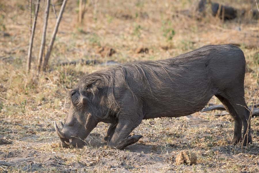 3-days safari from Dar-es-Salaam to Mikumi National Park - Day 1: Dar-es-Salaam to Mikumi, Lunch in Morogoro, Lodge Check-in