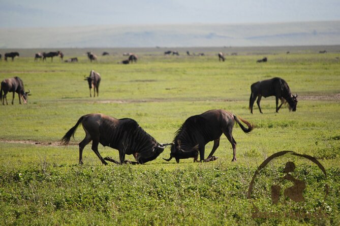 3 days safari in North- Ngorongoro, Tarangire, Mt. Oldeani - Lake Eyasi at 6:00 am, then climbing Mount Oldeani