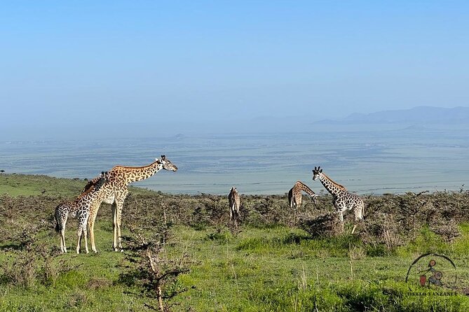 3 days safari in North- Ngorongoro, Tarangire, Mt. Oldeani - Price and logistics: what $828.24 per person is buying