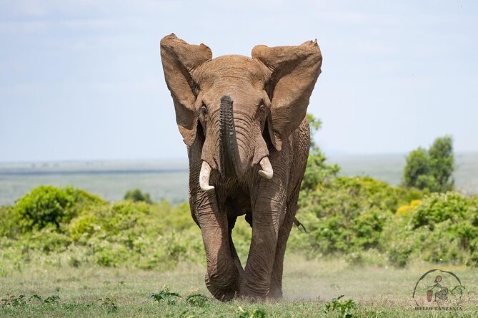 3 days safari in North- Ngorongoro, Tarangire, Mt. Oldeani - The guide matters: how organization and spotting shape your sightings