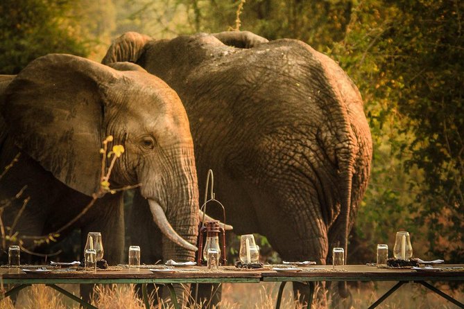 3 Days Safari - Mikumi National Park - Key takeaways before you go