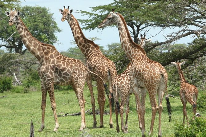3 Days Safari - Mikumi National Park - Guides make the trip, and the names you might meet
