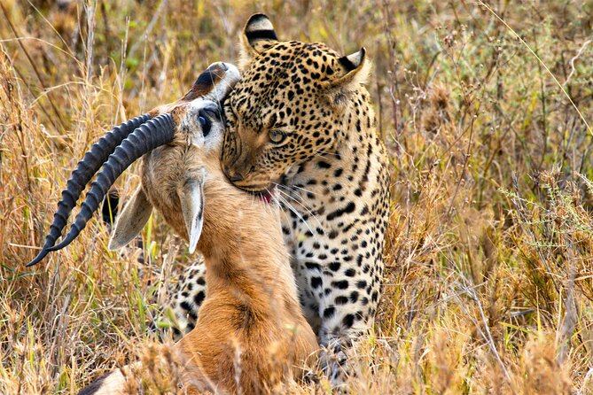 3 Days Safari Serengeti & Ngorongoro Crater - Day 3 black rhino odds on the crater floor, then back to Arusha