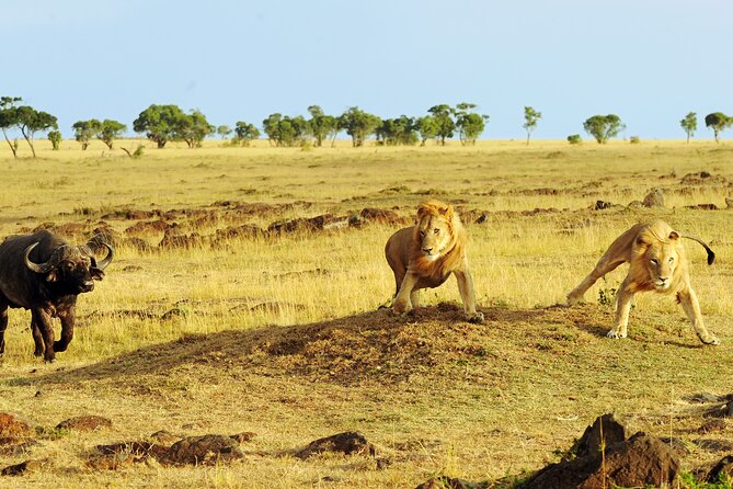 3 Days Safari Serengeti & Ngorongoro Crater - Camping setup, gear, and meals that keep the safari moving