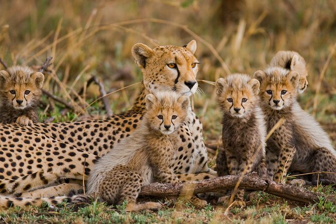 3 Days Safari Serengeti & Ngorongoro Crater - Day 2 early Seronera game drive and sleeping at Simba campsite