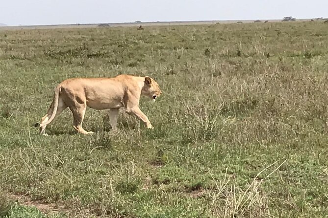 3 Days Safari Serengeti NP and Ngorongoro Crater - Day 1: Arusha to Serengeti, Afternoon Sunset Drive and Seronera Nyani Camp