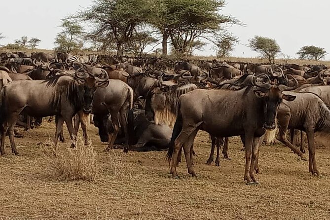 3 Days Safari Serengeti NP and Ngorongoro Crater - Day 2: Sunrise Serengeti, Then Ngorongoro Conservation Area and Simba Camp